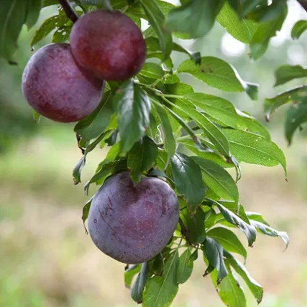As Melhores Árvores frutíferas em ambientes urbanos