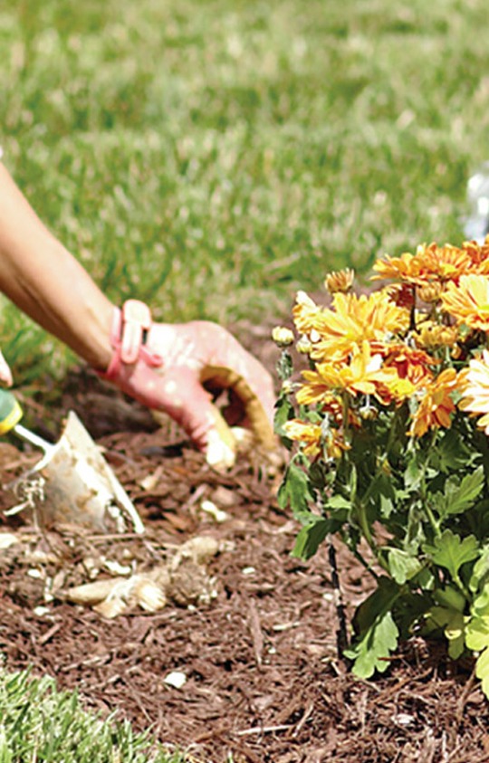 Plantio de Grama e Flores