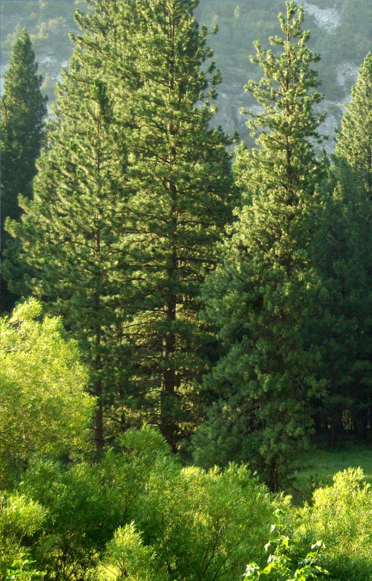 Poda de Árvores